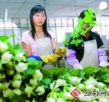 云南：丽都花卉加快自主知识产权鲜切花品种产业化发展