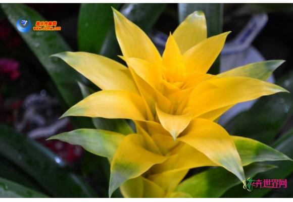 室内盆景“竞艳”冬季花卉市场 