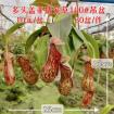 100#多头盖亚猪笼草（吊盆）