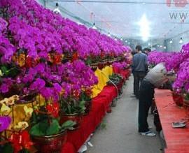 福建：漳州各类花卉热销 大花蕙兰流行