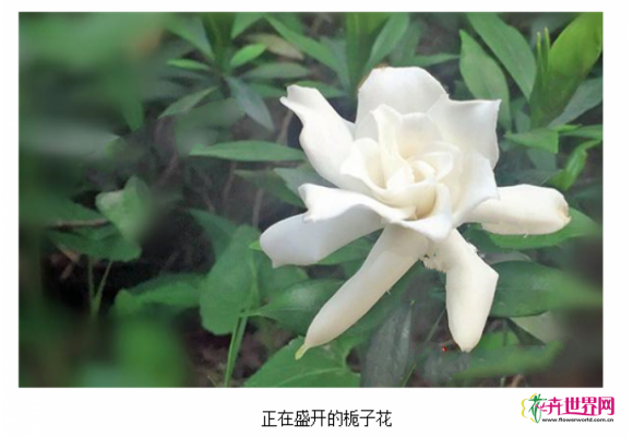 重庆：栀子花受气温影响 花期偏晚一周