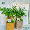 牛运蓬蓬（三杆发财树）