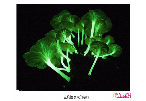 科技培育发光植物 可作观赏和照明用