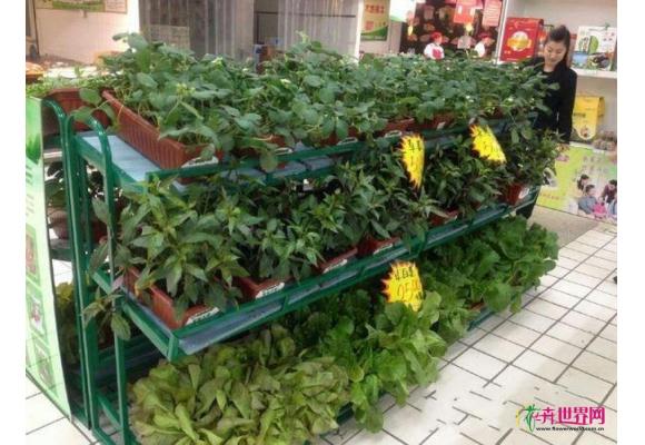 超市现盆栽蔬菜 食用观赏两不误