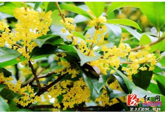 湖南:张家界黄龙洞百株桂花竞相绽放 湖南:张家界黄龙洞百株桂花竞相绽放