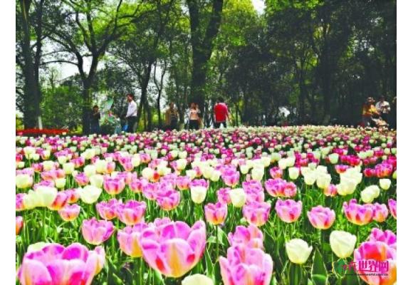 湖北：武汉植物园郁金香花枝招展 荷兰引进花费数百万