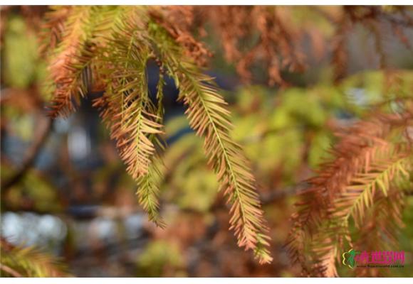 厦门植物并非都“四季常绿” 冬季也会“换新装”