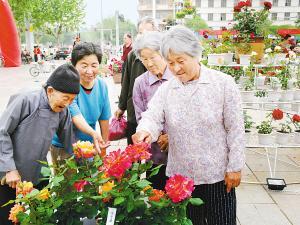 政府搭台 花农唱戏－－莱州月季花越栽越红火