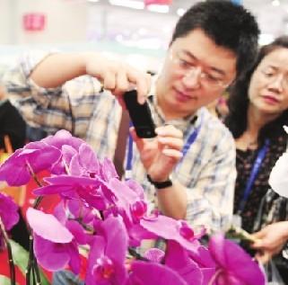 高科技为我们培育高品质花卉(图)