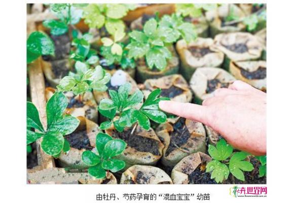 洛阳牡丹再添11新成员 牡丹芍药孕育“混血宝宝”