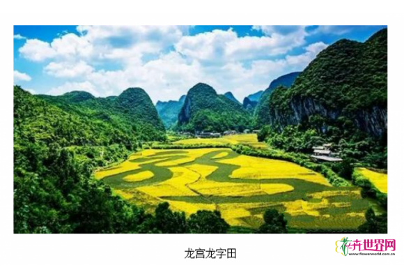 世界最大植物汉字景观获权威认证 世界最大植物汉字景观获权威认证