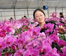 山东：花卉养殖致富农民（图）