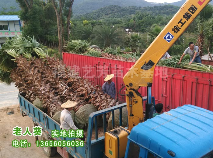 华盛顿棕榈13656056036