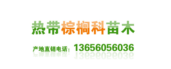 南方热带棕榈科苗木销售13656056036