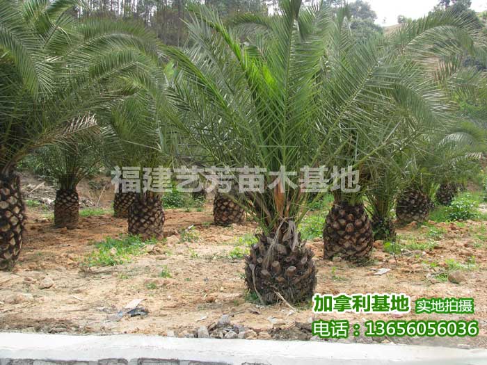 加拿利海枣出售13656056036