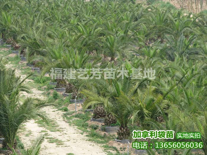 加拿利海枣出售13656056036