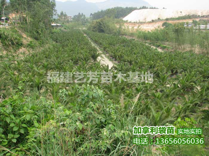 加拿利海枣出售13656056036