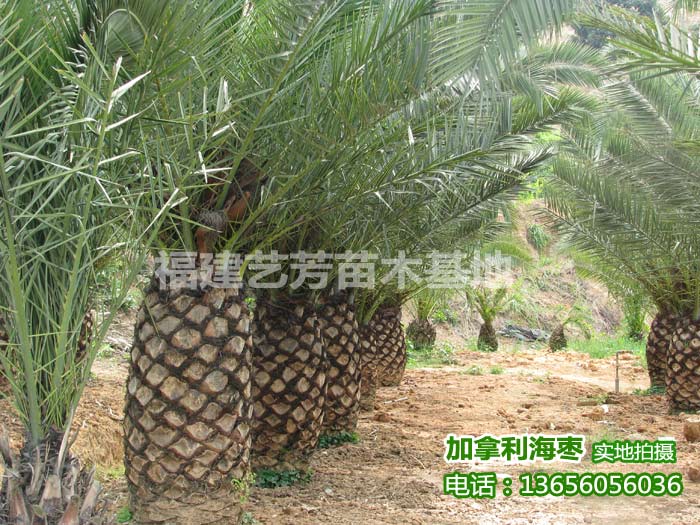 加拿利海枣出售13656056036