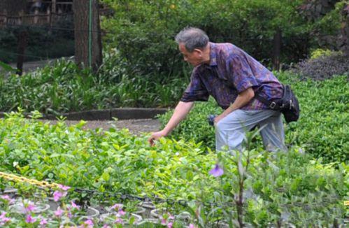 市民在偷摘茉莉花