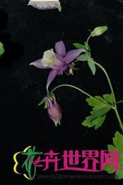  华北耧斗菜 