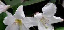  白花杜鹃 