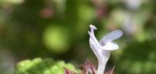 香蜂草