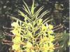 红丝姜花