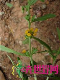 黄薇