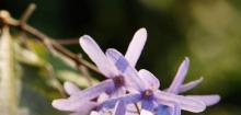 蓝花藤