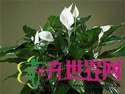白掌