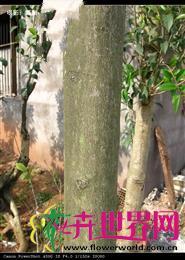 乌柿