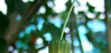 金铃花