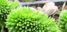 白花小松