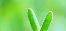 枝干番杏