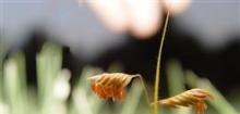 野牛草