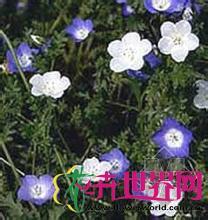 幌菊