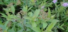 粉花绣线菊