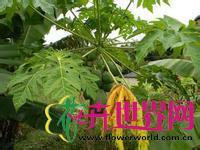木瓜