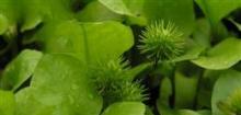 长喙毛茛泽泻
