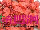锦灯笼