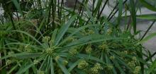 风车草