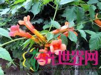 灵霄花