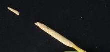 南海芋 