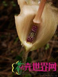 花南星