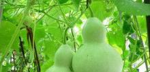观赏葫芦