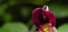 鹦喙花