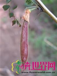柠条锦鸡儿