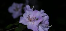 马银花