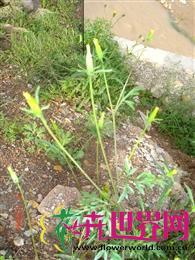 鬼针草