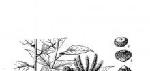 白柯